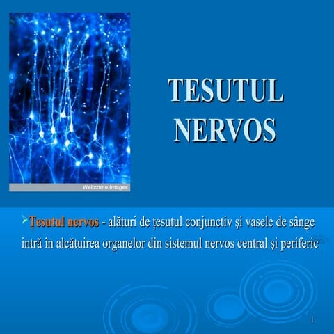 2012 tesut-nervos