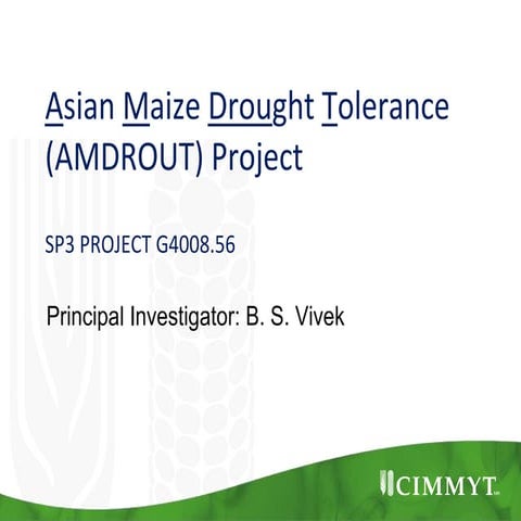 GRM 2013: Asian Maize Drought Tolerance (AMDROUT) Project -- BS Vivek