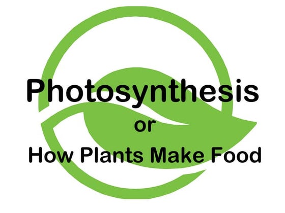 Photosynthesis 2013