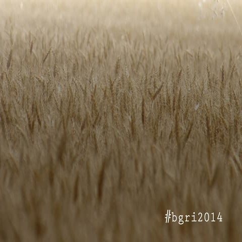 2014 bgri barbier presentation