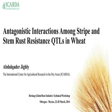 Antagonistic Interactions Among Stripe and Stem Rust Resistance QTLs in Wheat