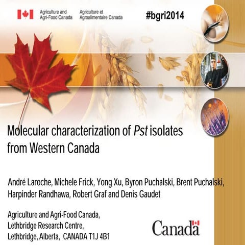 Molecular characterization of Pst isolates from Western Canada