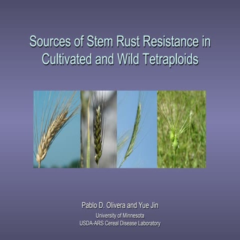 Sources of Stem Rust Resistance in Cultivated and Wild Tetraploids