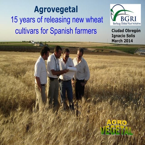 Agrovegetal 15 years of releasing new wheat cultivars for Spanish farmers 