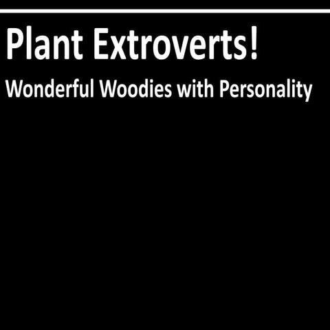 Plant Extroverts! Wonderful Woodies with Personality