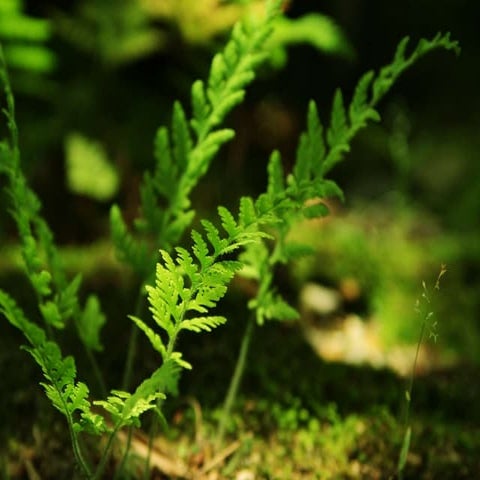 presentation reinventing organizations english frederic laloux