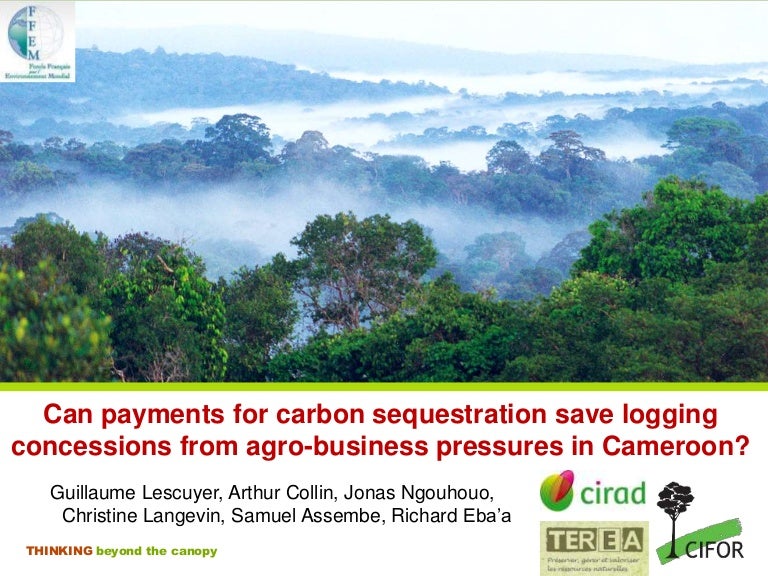 thumbnail of  Can payments for carbon sequestration save logging concessions from agro-business pressures in Cameroon?
