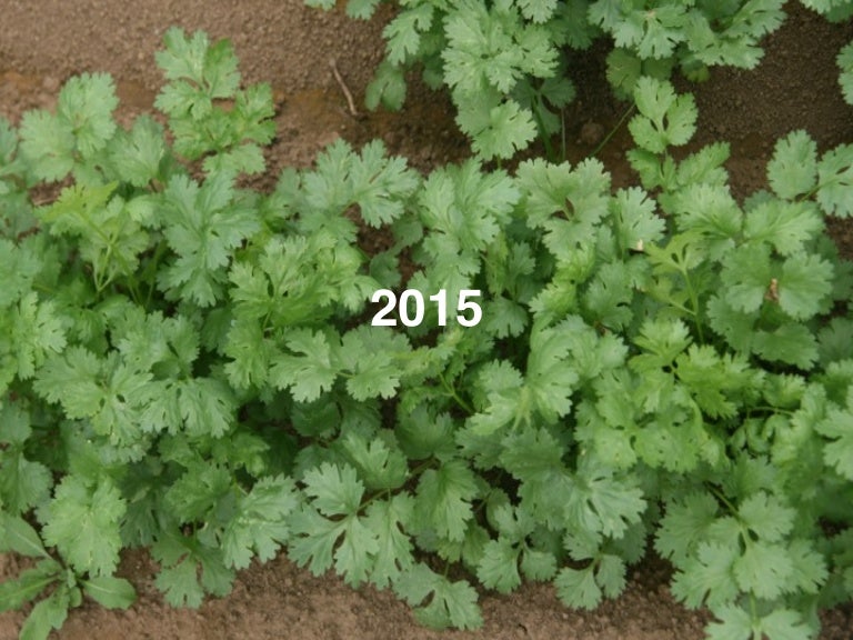 東京カルチャーカルチャー