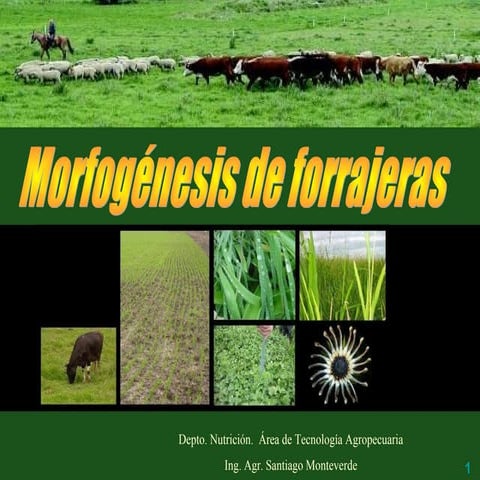 2015 morfofogenesis plantas_forrajeras