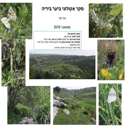 יער ביריה - סקר אקולוגי 2016