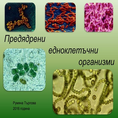 прокариоти 2016 | PPT