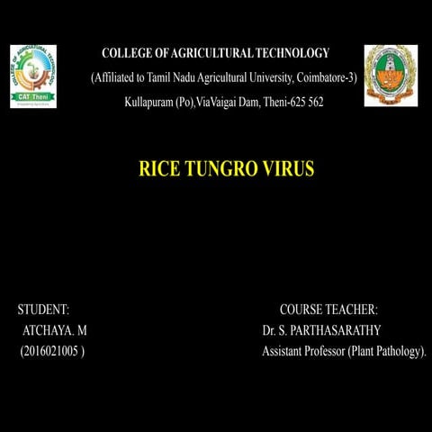 RICE TUNGRO VIRUS