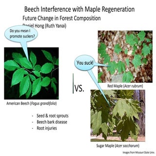 Beech interference with maple regen...
