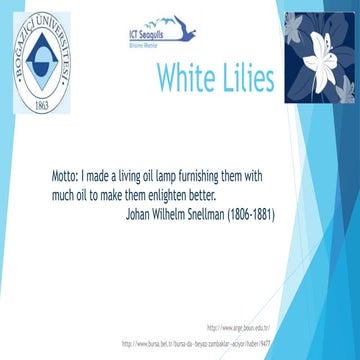 2016 leading seagulls 15 white lilies 