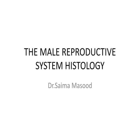 histology of  male reproductive histology ppt