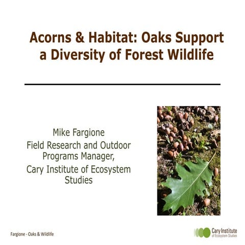 Acorns and Habitat: Oaks Support a Diversity of Forest Wildlife 