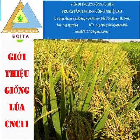 2017. Giới thiệu giống lúa CNC11