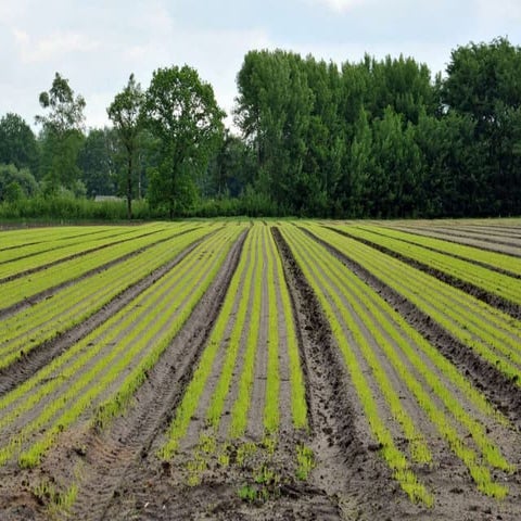 “In het zweet uws aanschijns zult gij brood eten….”