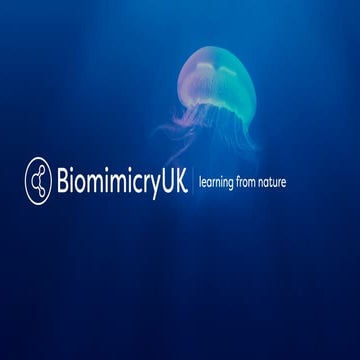 Why look to nature for innovation?