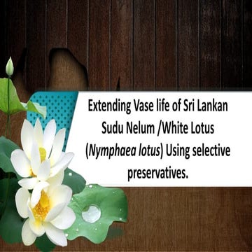 Extending Vase life of Sri Lankan  Sudu Nelum /White Lotus  (Nymphaea lotus) ...