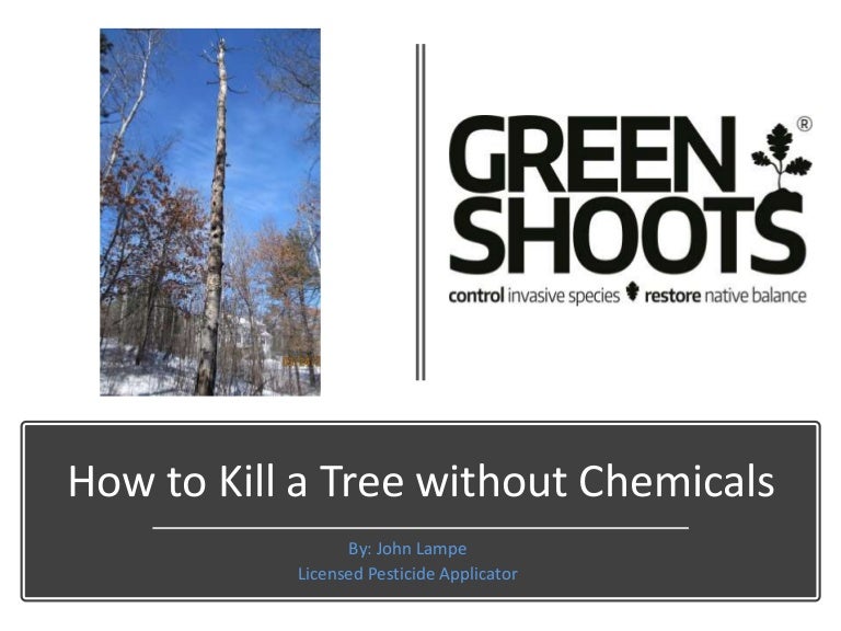 How to Kill a Tree without Herbicide or Other Chemicals