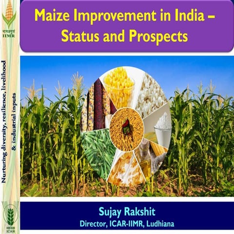 Maize improvement in India