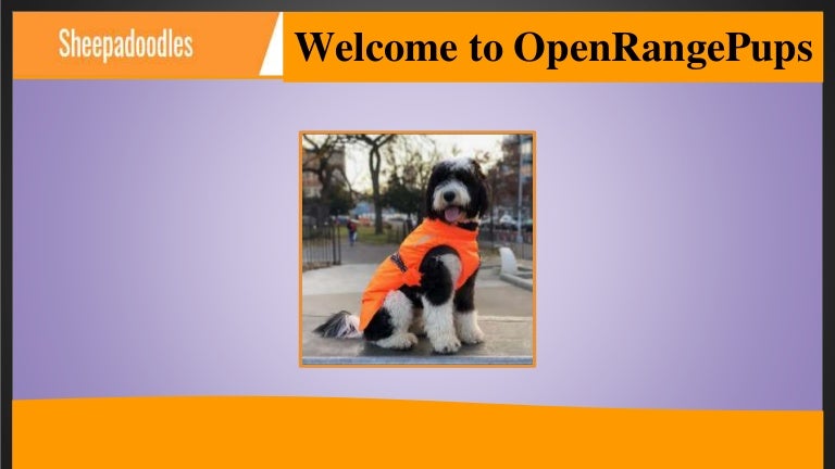 f1 mini sheepadoodle for sale