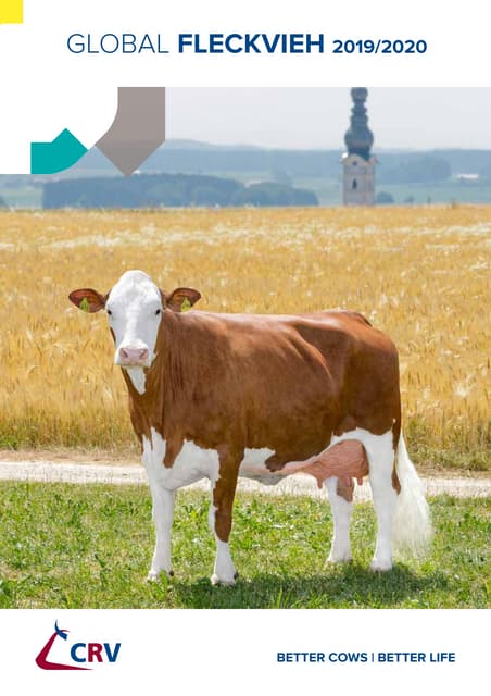 Topstock Feedlot Supplementation | PPTX