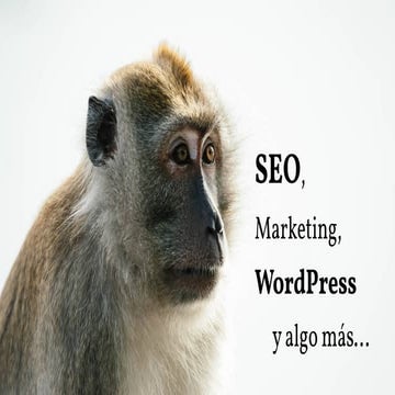 SEO, Marketing, WordPress y algo más