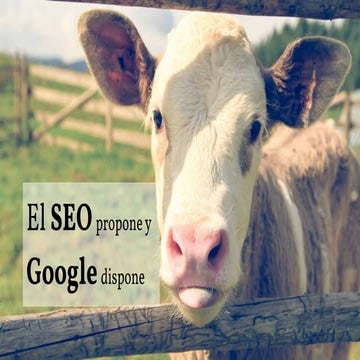 El SEO propone y Google dispone