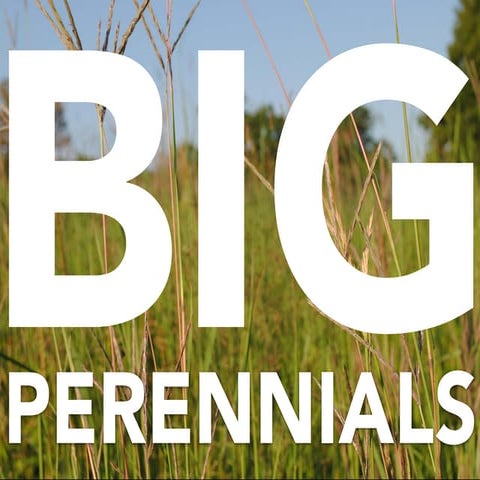 BIG Perennials for a Shrinking World