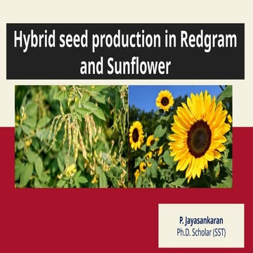 Hybrid seed production in Redgram and Sunflower