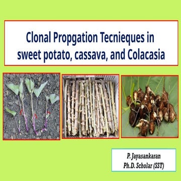 Clonal Propagation Techniques in Sweet potato, Cassava, and Colacasia