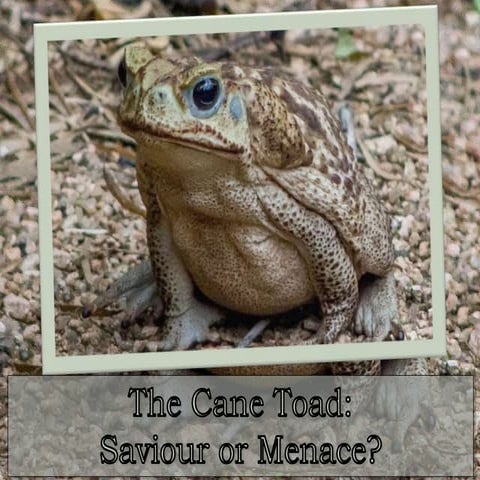 The Cane Toad:  Saviour or Menace?