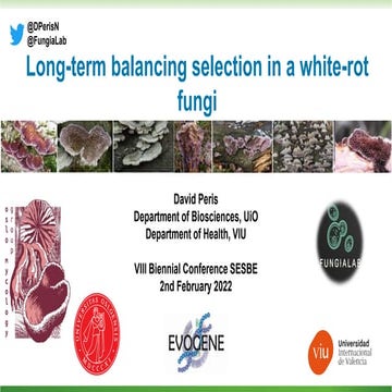 Long-term balancing selection in a white-rotfungi