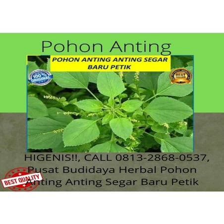 Daun 5 | PDF