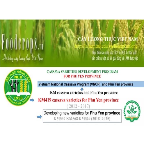 2025 VNCP NLU HLARC KM cassava varieties for Phu Yen province.pdf