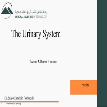 Comprehensive Lecture on Human Urinary System Anatomy and Function | PDF