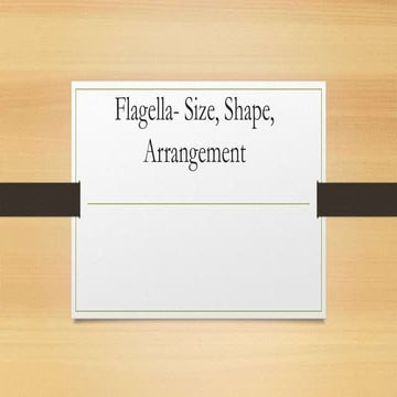 Flagella- Size, Shape, Arrangement 