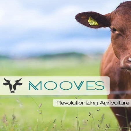 MOOves | PDF
