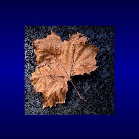 DISTURBIOS DO SONO EM IDOSOS