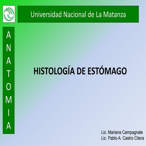 20 histo estomago mariana