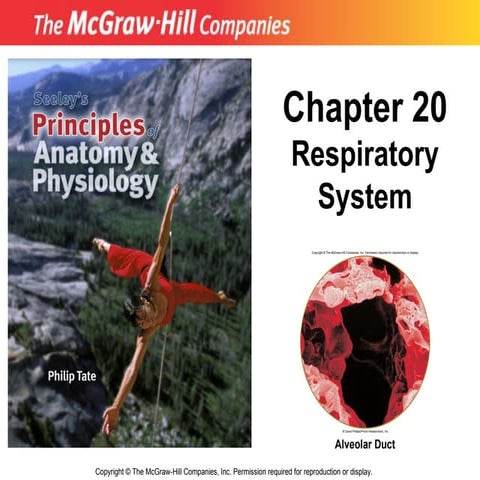 20_lecture_ppt-Respiratory-System.ppt Seeley's