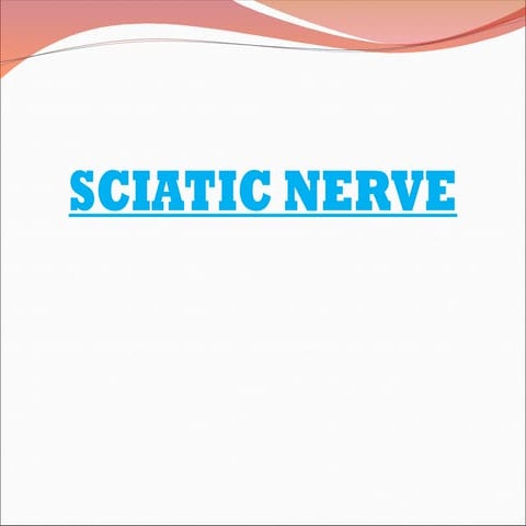 SCIATIC NERVE SCIATIC NERVE SCIATIC NERV