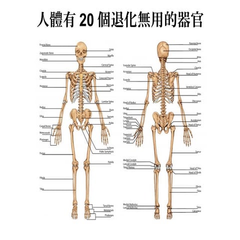 20 useless body parts | PPT