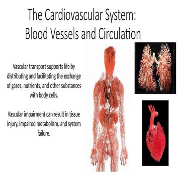 20 Vessels and Circulation notes ada 2.pptx