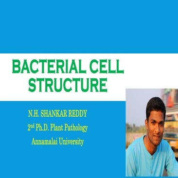 Bacterial cell structure 