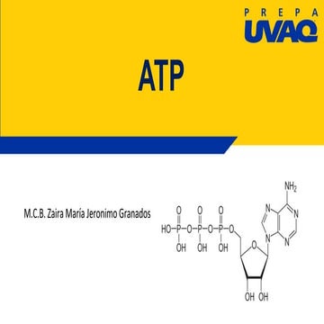 Molecula ATP.pdf