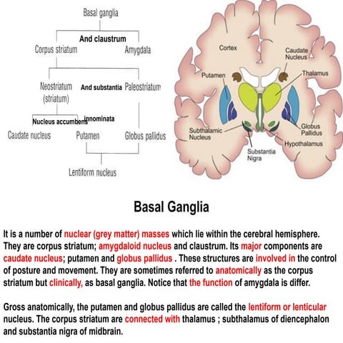 21. Basal ganglion.pptx Anatomy and Applied