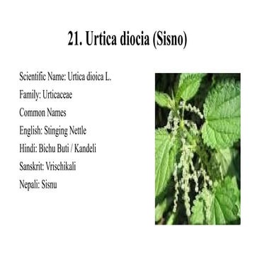 21. Urtica diociaaaaaaaaaaa (Sisno).pptx